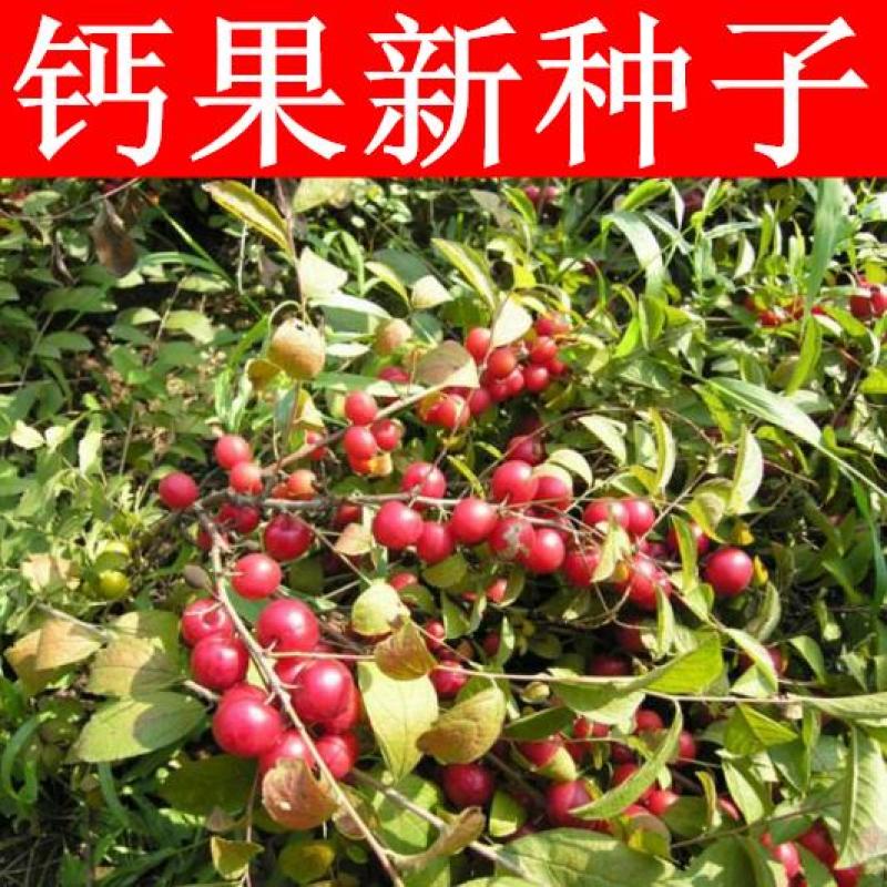 钙果种子新采欧李种子山梅子小李仁绿化行道林木苗木