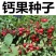 钙果种子新采欧李种子山梅子小李仁绿化行道林木苗木