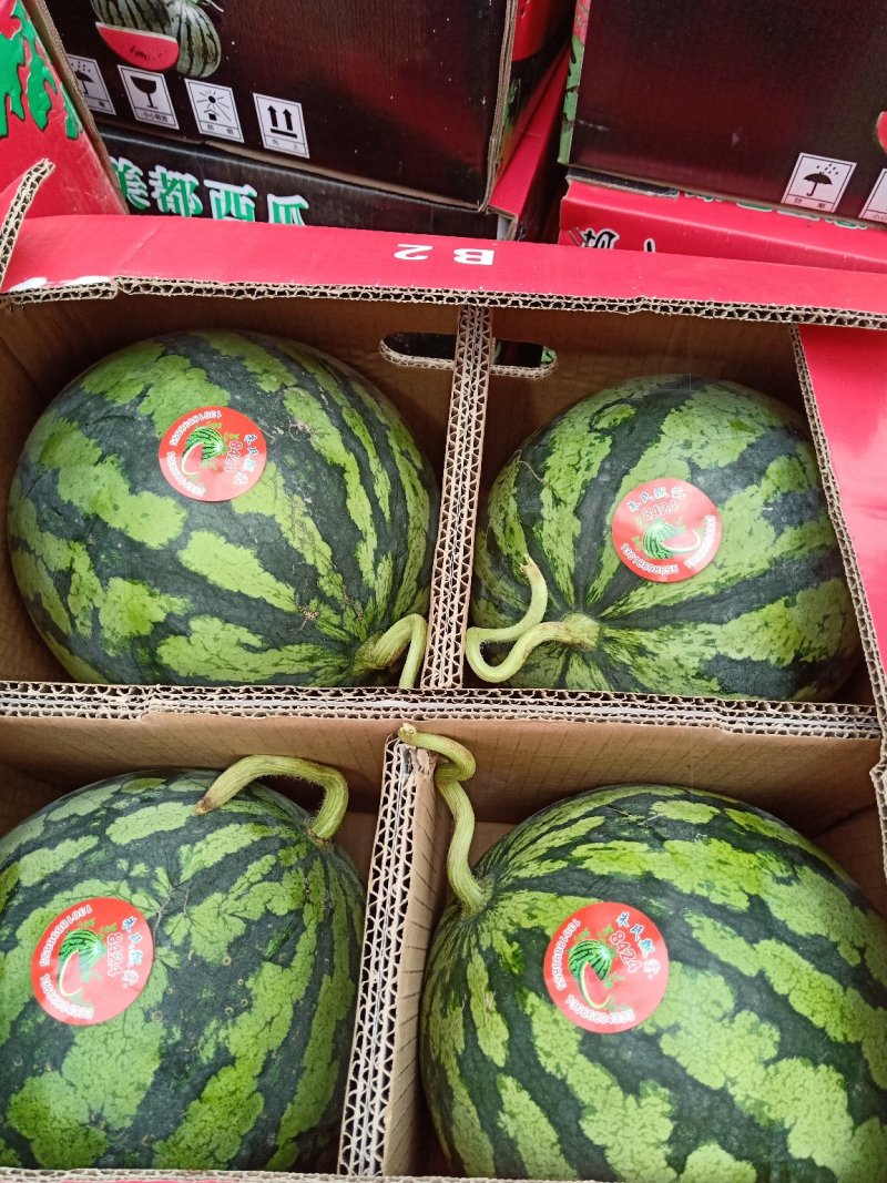 张北坝上草原大棚美都西瓜