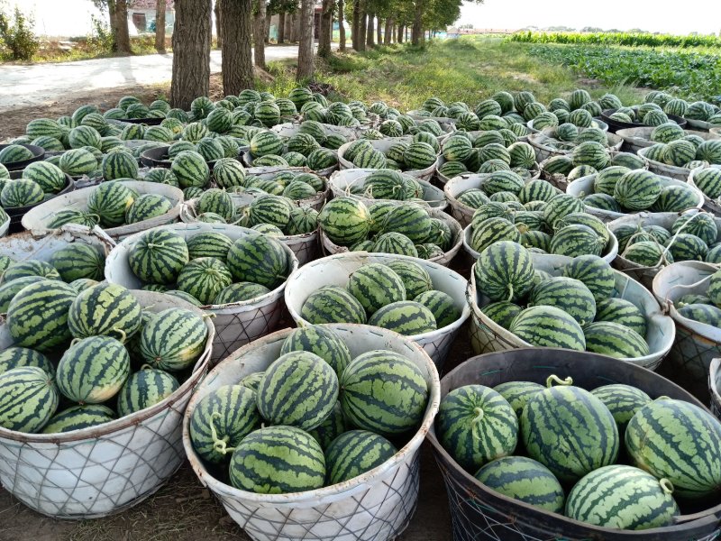 张北坝上草原大棚美都西瓜
