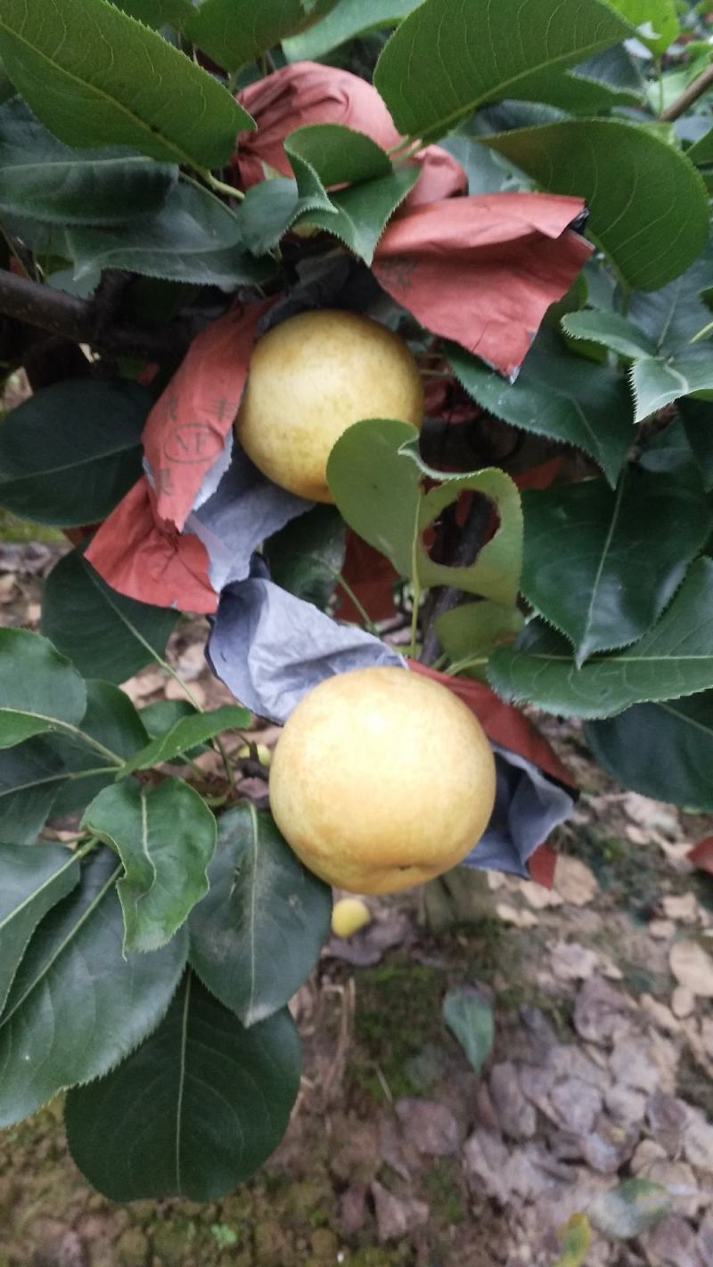 方城县博望镇前荒村黄金梨，欢迎大家到基地来采购。