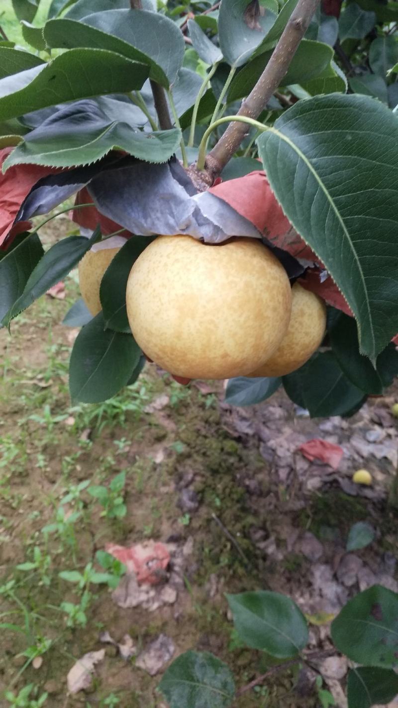 方城县博望镇前荒村黄金梨，欢迎大家到基地来采购。