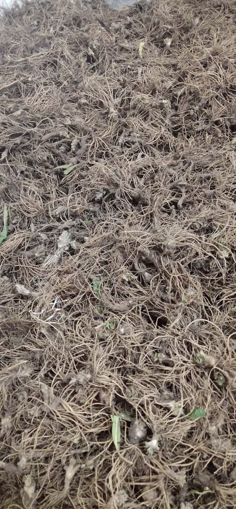 广西十万大山的野生地胆头大量批发走量