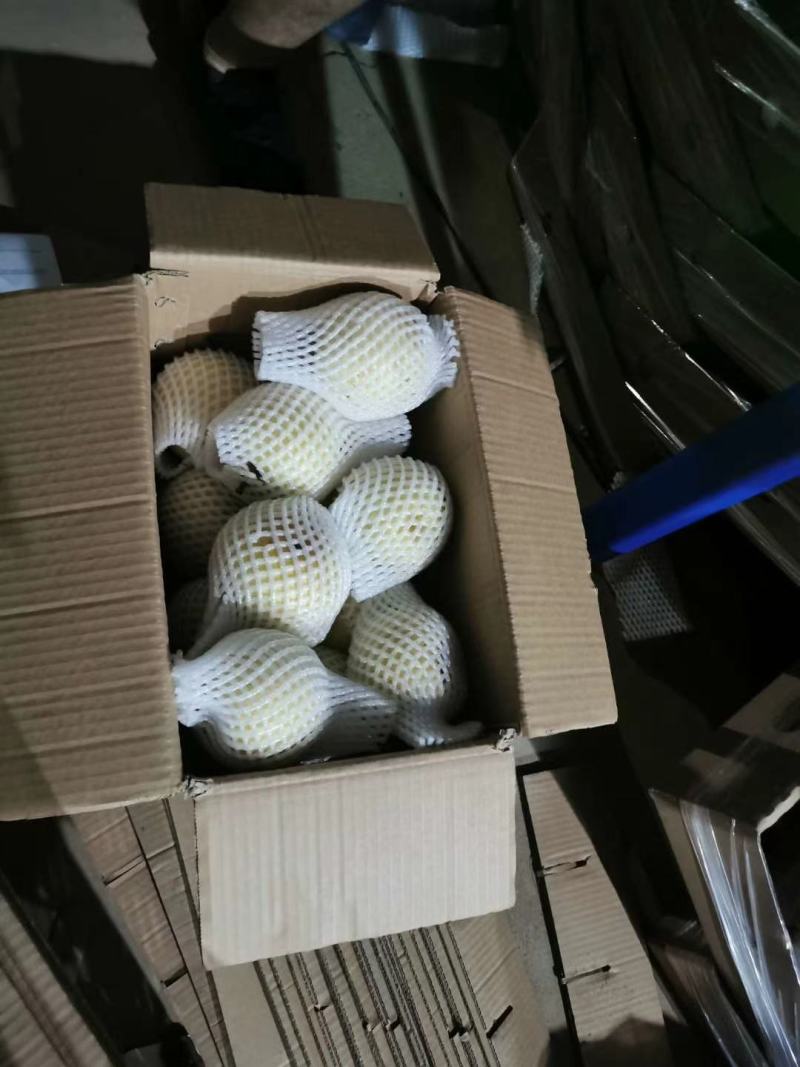 黄金梨大量出货，甜度高，好吃不贵，量大从优，先到先得