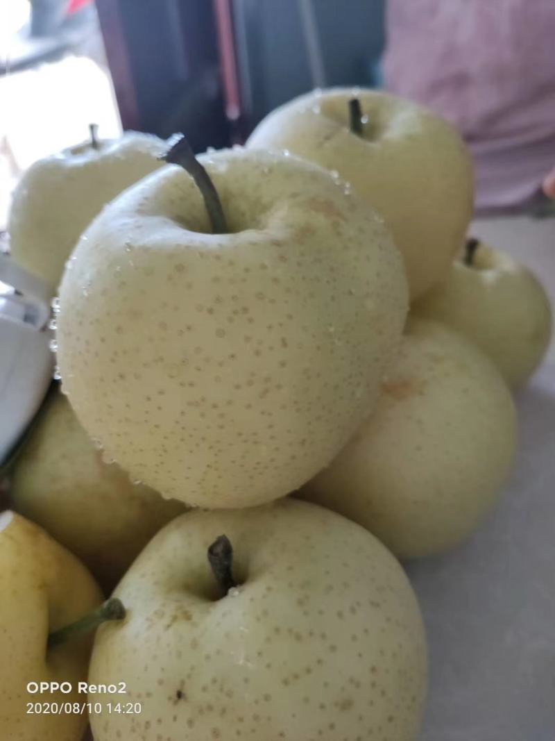 黄金梨大量出货，甜度高，好吃不贵，量大从优，先到先得