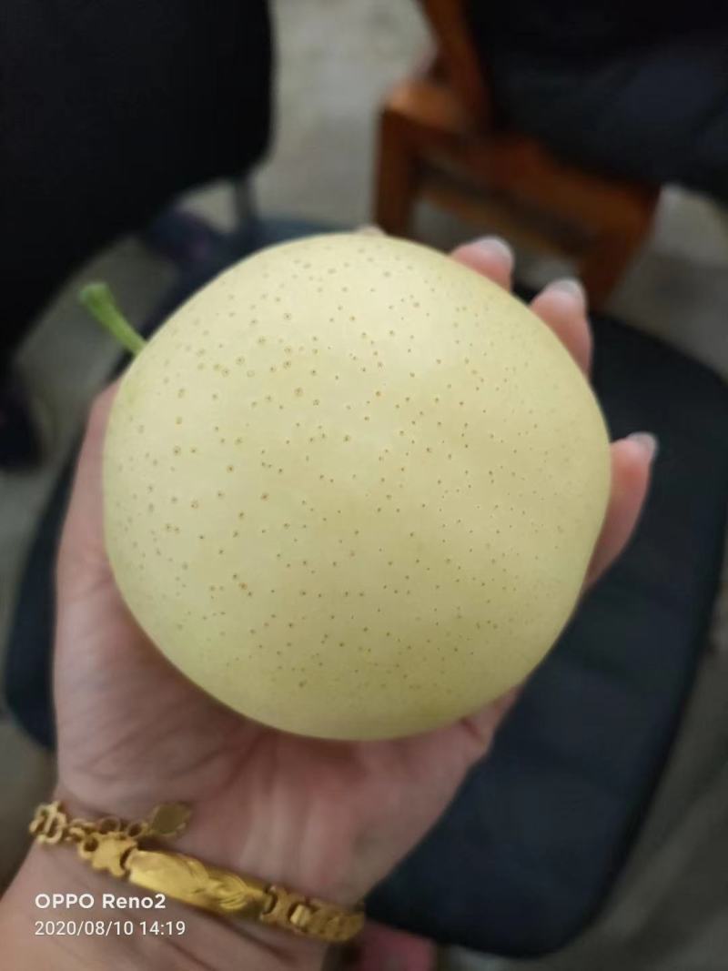 黄金梨大量出货，甜度高，好吃不贵，量大从优，先到先得