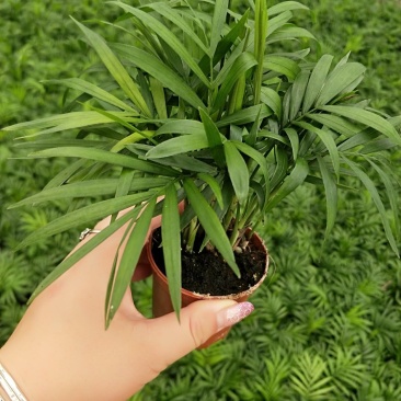 袖珍椰子盆栽基地直供易养四季常绿适合各种拼盆搭配