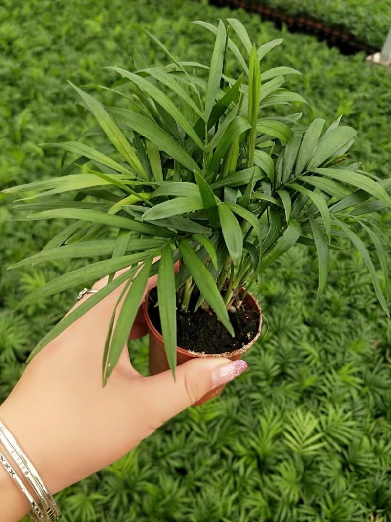 袖珍椰子盆栽基地直供易养四季常绿适合各种拼盆搭配