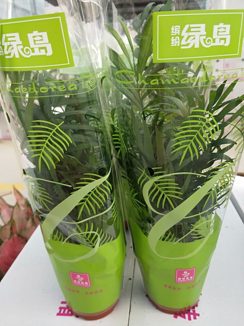 袖珍椰子盆栽基地直供易养四季常绿适合各种拼盆搭配