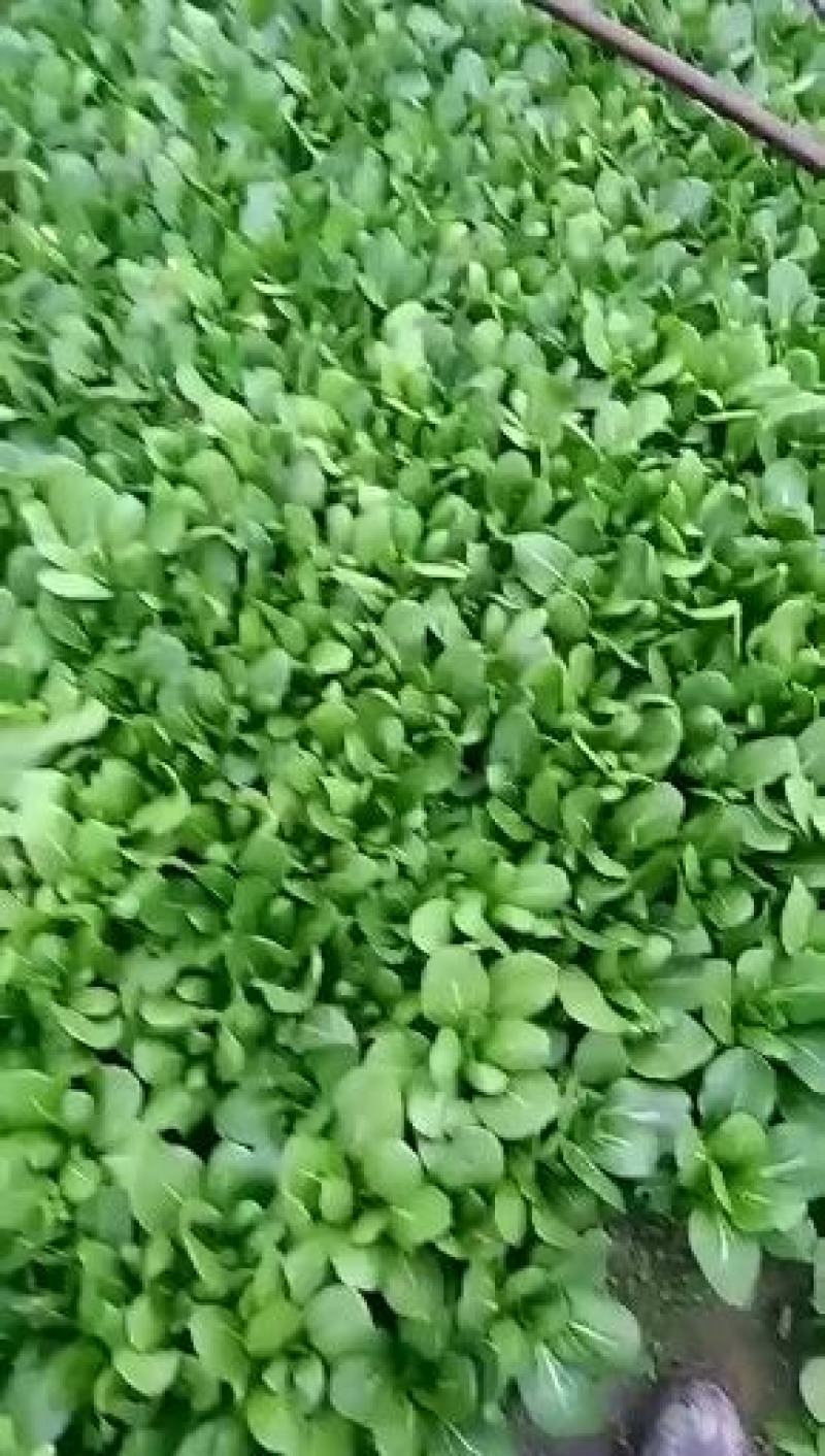 精品大量上海青有需要的联系我