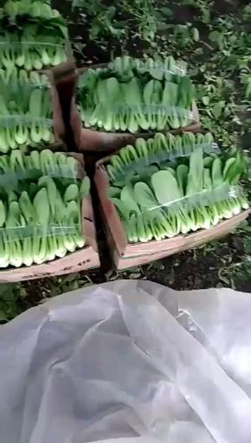 精品大量上海青有需要的联系我