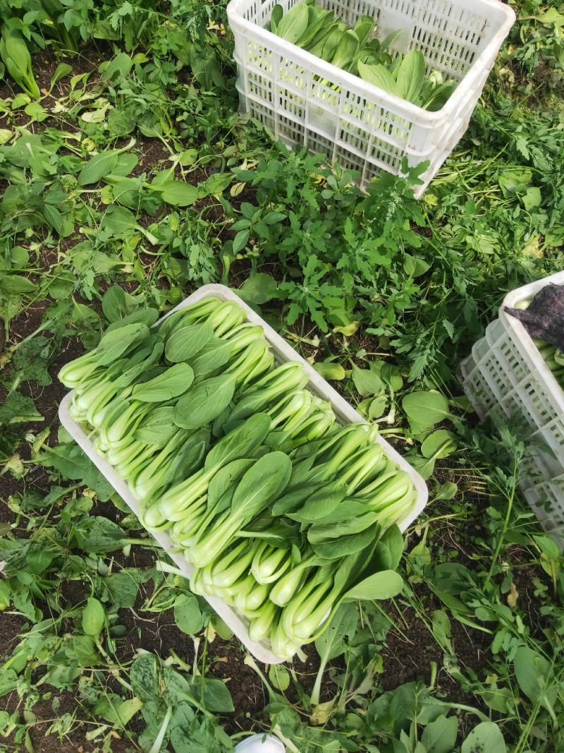 精品大量上海青有需要的联系我