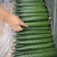 ［量大价美］山东聊城油绿密刺黄瓜干花带刺