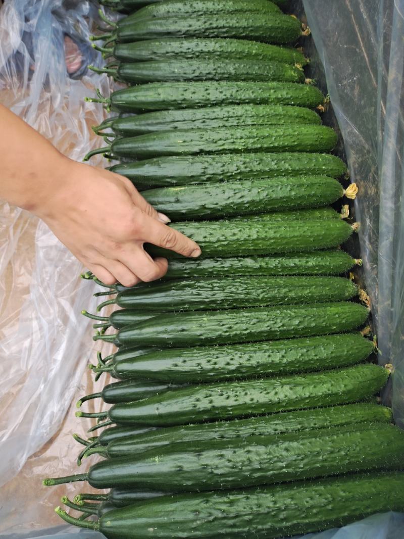 ［量大价美］山东聊城油绿密刺黄瓜干花带刺