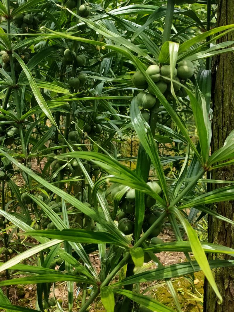 黄精种子（云南滇红花）欢迎实地考察和预订推林下种植
