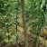 黄精种子（云南滇红花）欢迎实地考察和预订推林下种植