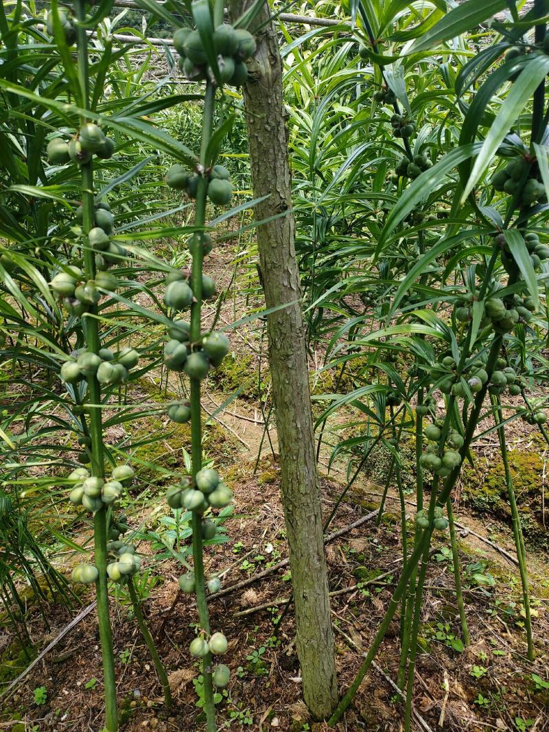 黄精种子（云南滇红花）欢迎实地考察和预订推林下种植