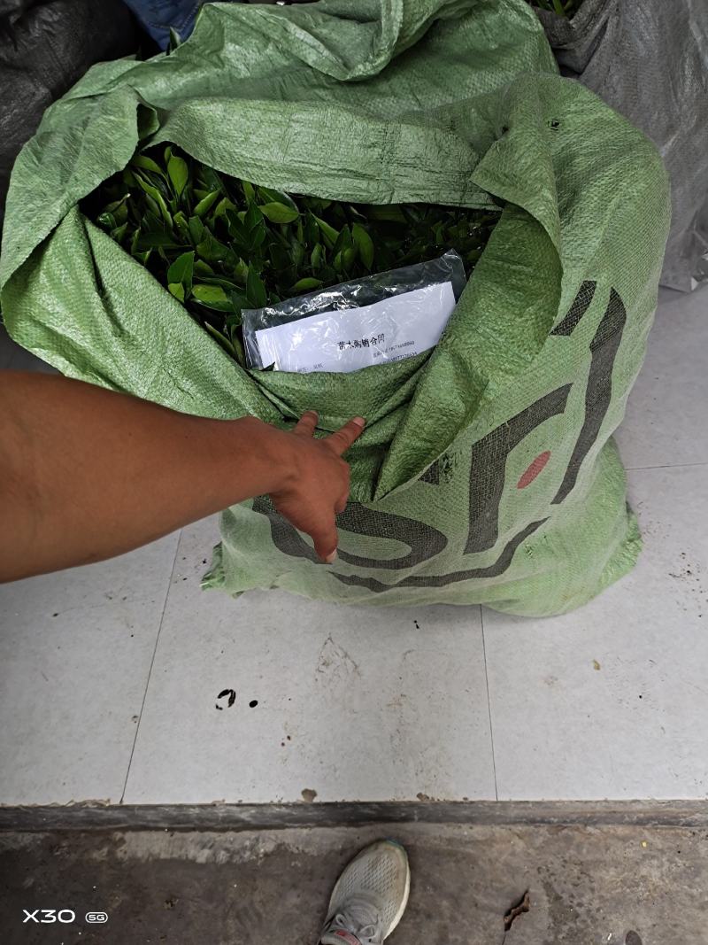 特早熟，大分四号柑橘苗自己掌控，每一个步骤。