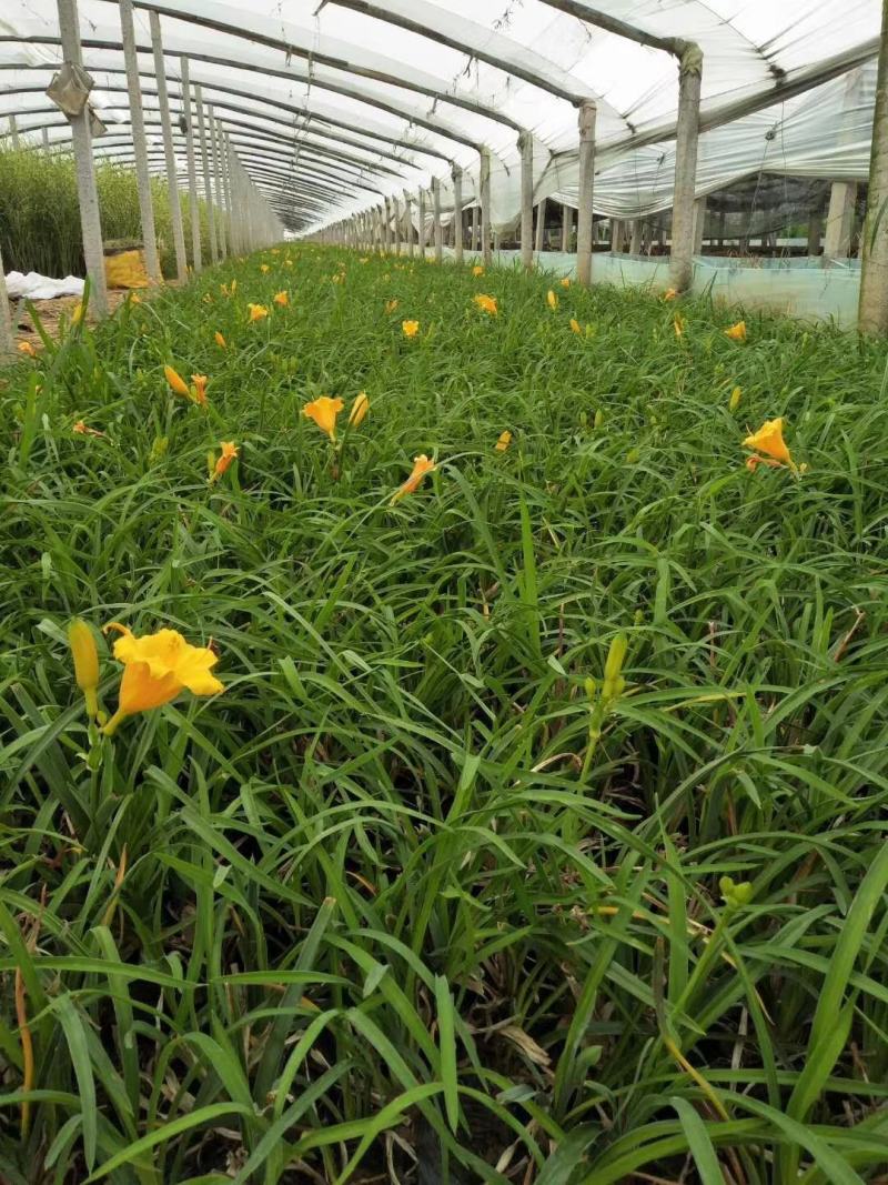 金娃娃萱草（自家地里货源）量大优惠欢迎实地看货