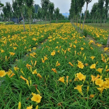 金娃娃萱草（自家地里货源）量大优惠欢迎实地看货
