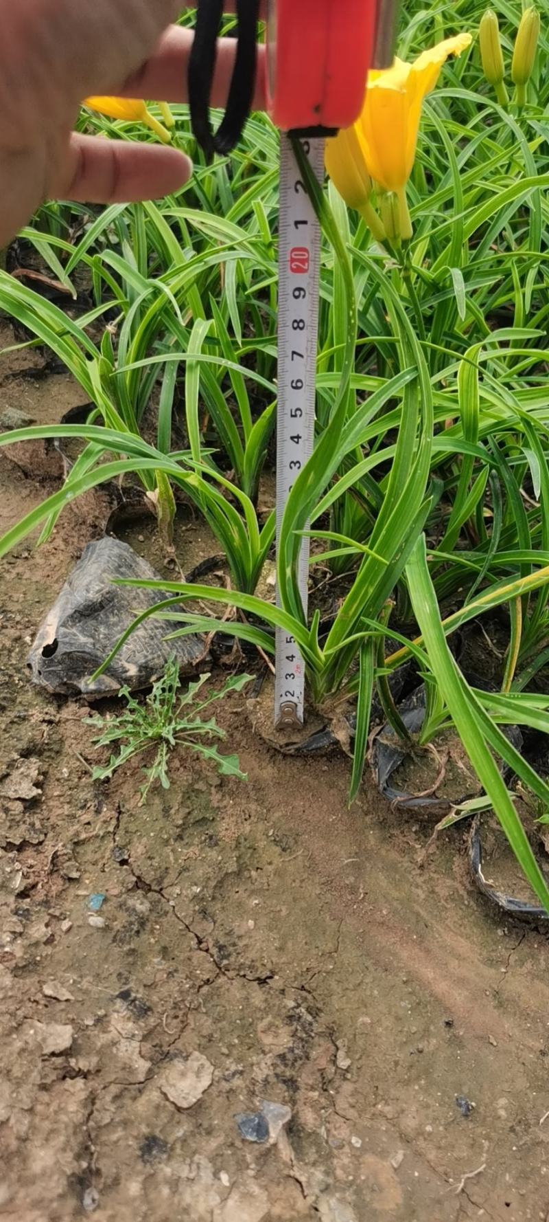 金娃娃萱草（自家地里货源）量大优惠欢迎实地看货