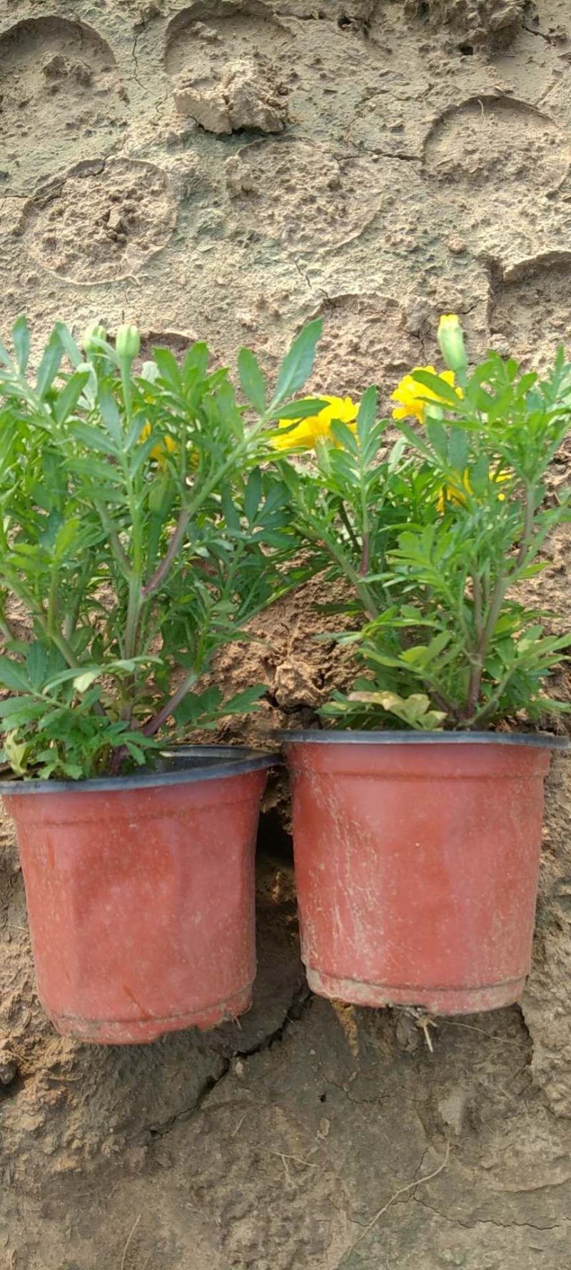 [热卖]孔雀草大量上市苗圃直发品种齐全常年有货