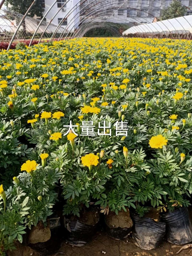 [热卖]孔雀草大量上市苗圃直发品种齐全常年有货