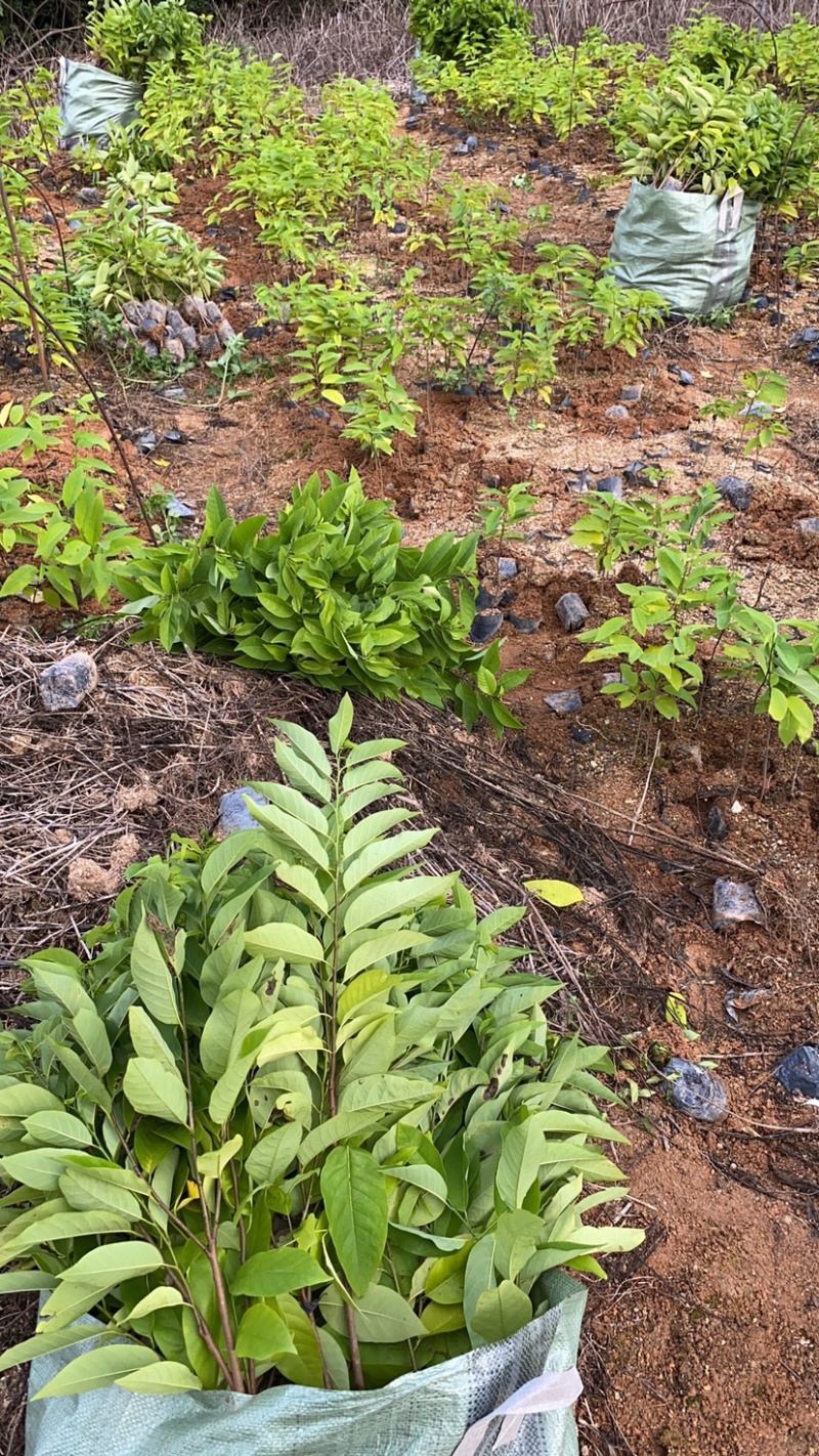释迦苗30~50cm杯苗番荔枝实生苗