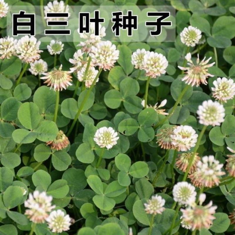 四季草坪种子白三叶多年生易活护坡绿化果园绿肥固土牧草种子