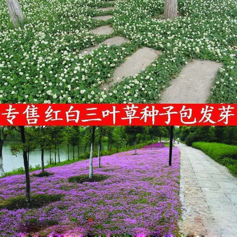 四季草坪种子白三叶多年生易活护坡绿化果园绿肥固土牧草种子