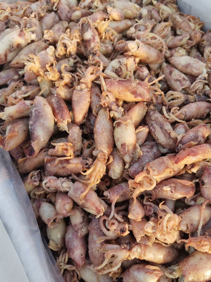 海兔各种规格，来自大海的美味佳肴，大量有货，物美价廉