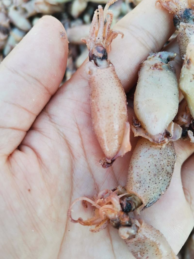 海兔各种规格，来自大海的美味佳肴，大量有货，物美价廉