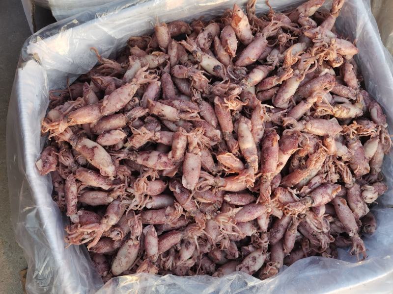 海兔各种规格，来自大海的美味佳肴，大量有货，物美价廉