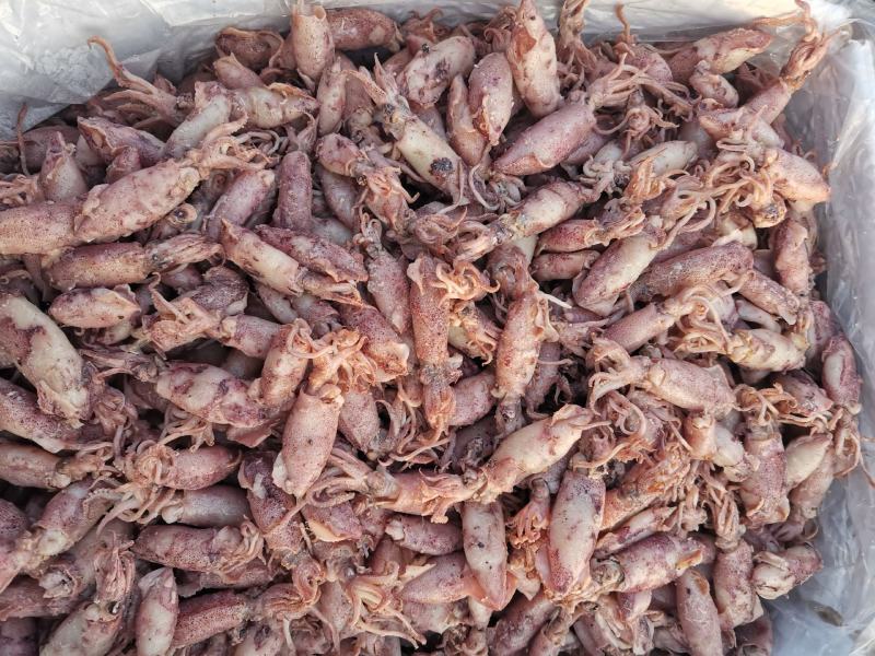 海兔各种规格，来自大海的美味佳肴，大量有货，物美价廉