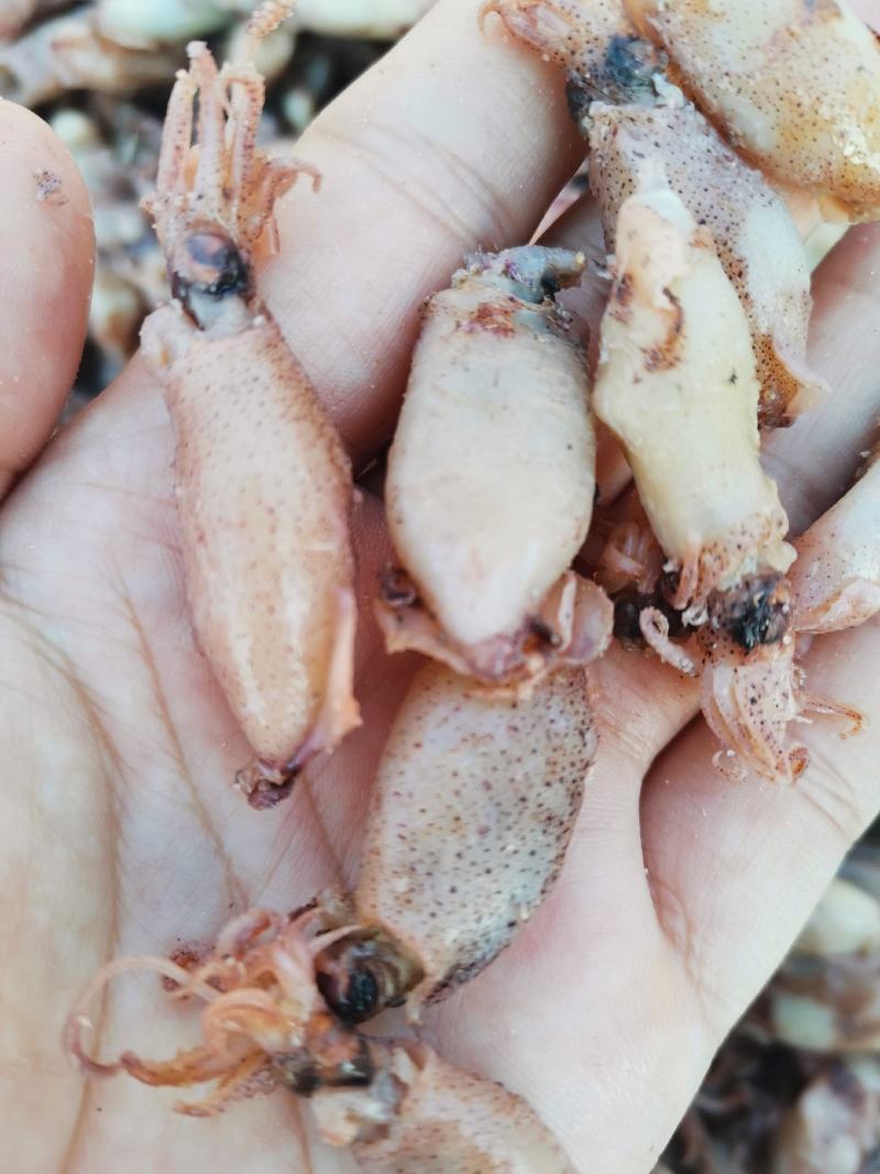 海兔各种规格，来自大海的美味佳肴，大量有货，物美价廉