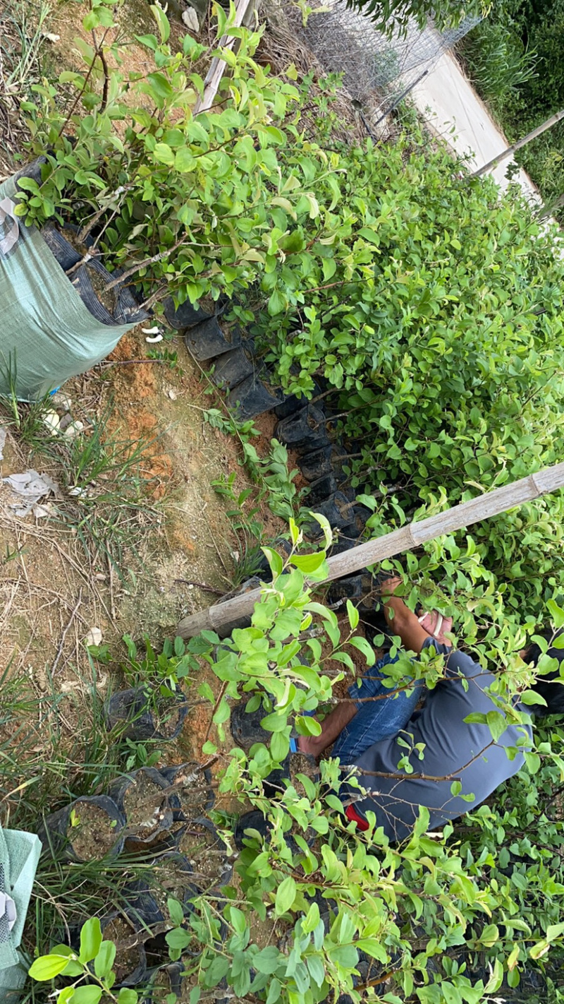 密丝枣苗台湾大青枣30-50CM杯苗裸根苗