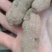 三叶青，常年批发供应各种规格冷背中药材三叶青，