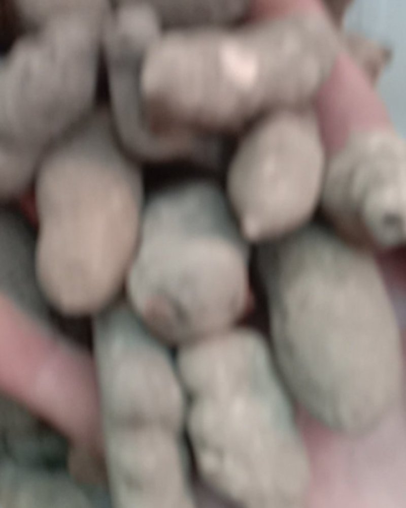 三叶青，常年批发供应各种规格冷背中药材三叶青，