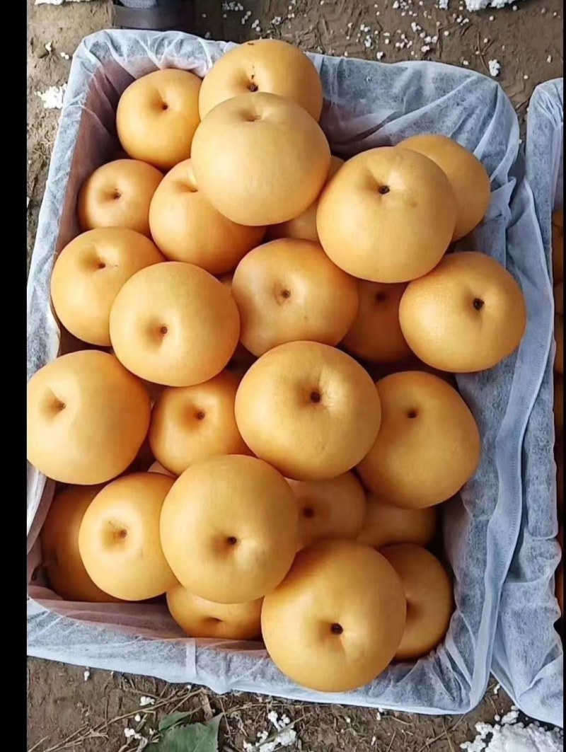 秋月梨，基地直供，脆甜可口，多汁，表光干净，量大从优
