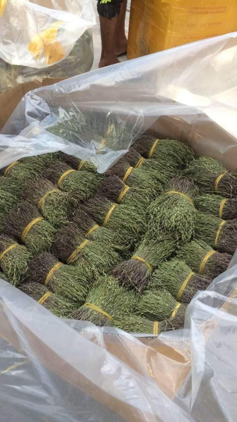 大量供应2020年A货独脚金独脚钳长独脚金一手货源