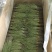 大量供应2020年A货独脚金独脚钳长独脚金一手货源