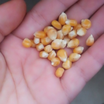 小粒爆花玉米，鸽用玉米，无杂