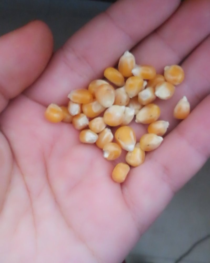 小粒爆花玉米，鸽用玉米，无杂