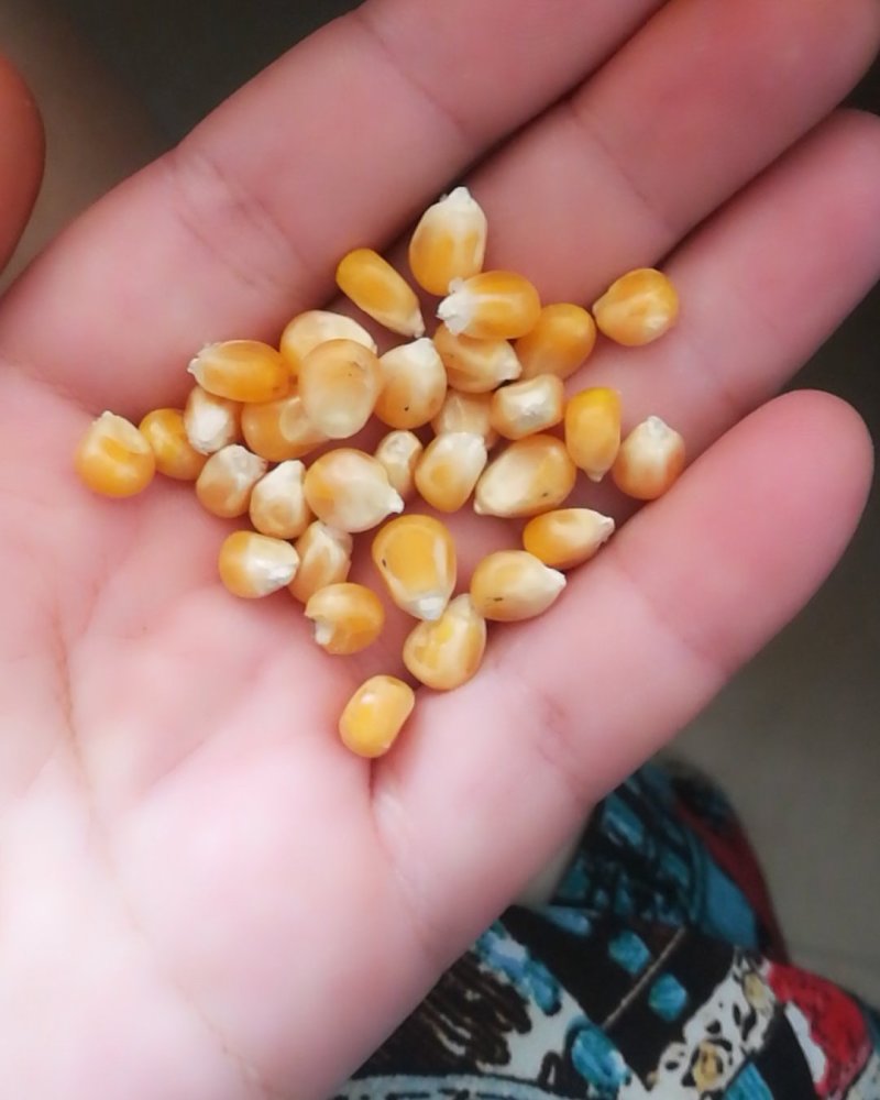 小粒爆花玉米，鸽用玉米，无杂