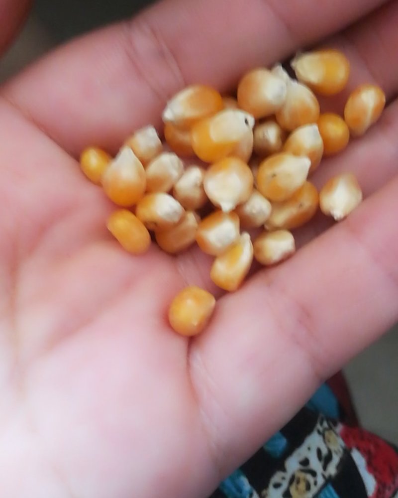 小粒爆花玉米，鸽用玉米，无杂