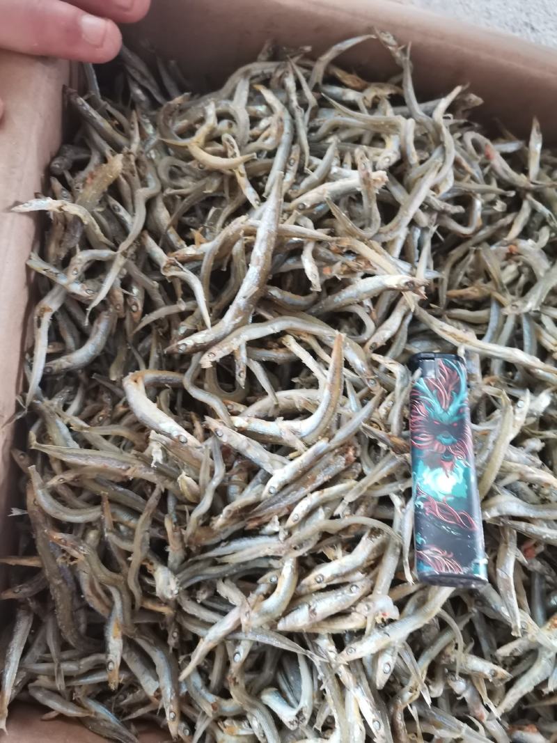 银针鱼，来自大海的优质熟鱼，营养价值高，大量有货。