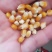 小粒爆花玉米，鸽用玉米，无杂