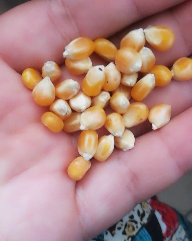 小粒爆花玉米，鸽用玉米，无杂