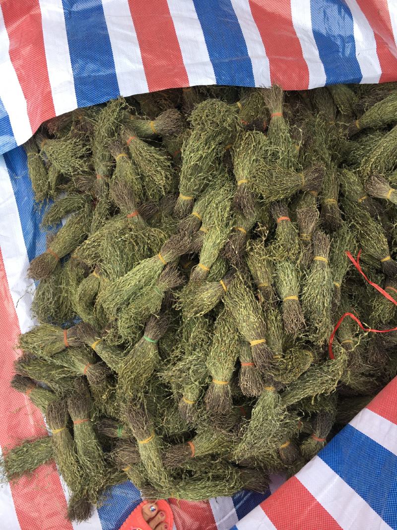 大量供应2020年A货独脚金独脚钳长独脚金一手货源