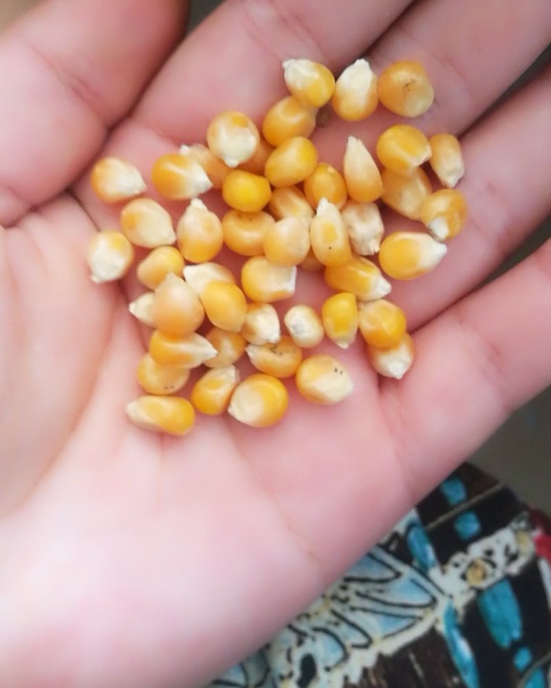 小粒爆花玉米，鸽用玉米，无杂
